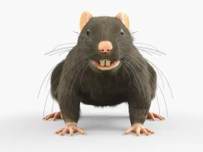  Full Rat Anatomy Static 