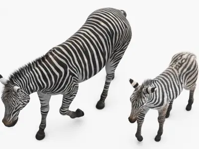  Zebra Mother and Foal Fur 