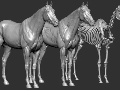 Horse Anatomy Eqine Ecorche 