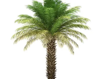 Date Palm Tree 3D Model 5m 3D model