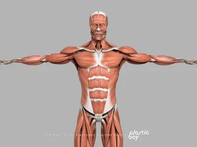  BLENDER RIGGED Complete Male Female Anatomy PACK V9 - 2024 