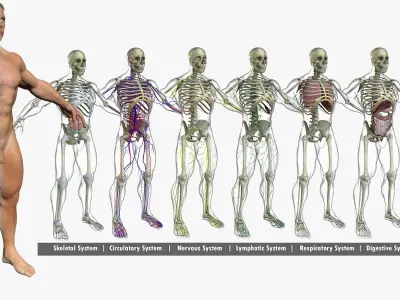 Ultimate Complete Male Anatomy 3DSmax 3D model
