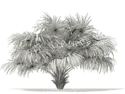 Thatch Palm Tree 3D Model 3m 3D model