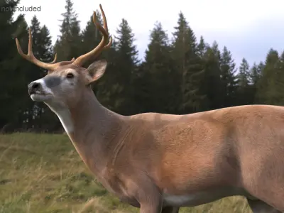  Odocoileus Virginianus Standing Pose Fur for Cinema 4D 