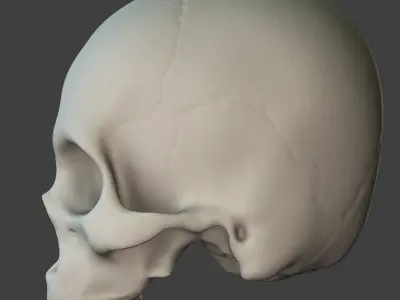 X-Ray Male Face Unrigged 3D model