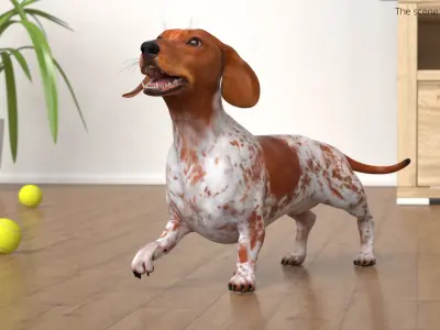  Short-Legged Hound with Dapple Coat Rigged for Maya 