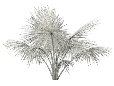 Silver Fan Palm Tree 3D Model 2m 3D model