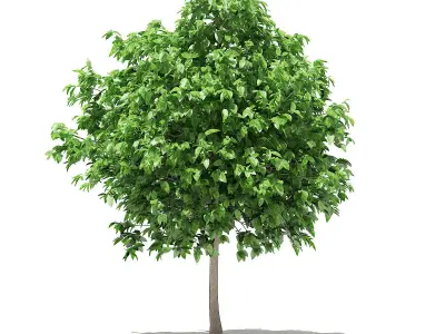Pomelo Tree 3D model