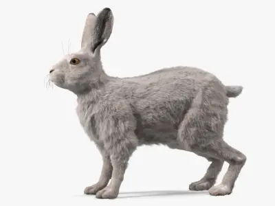  Winter White Hare Fur Rigged for Maya 