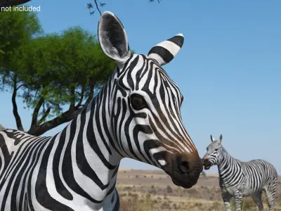  Zebra Adult Foal Walking 
