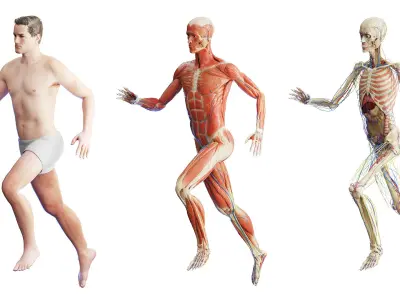  Rigged Human Male Anatomy Set 