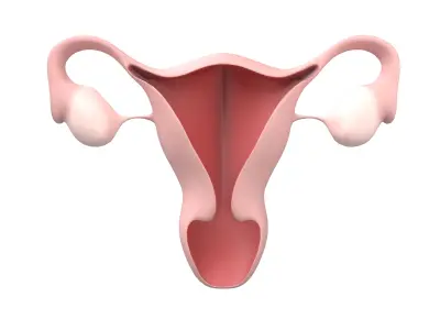 Uterus Icon v1 001 Low-poly 3D model