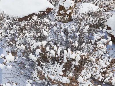 Rocks and plants in snow 3D model