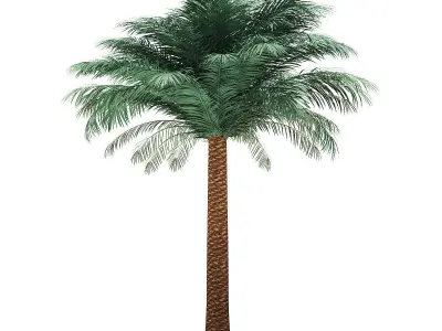 Silver Date Palm Tree 3D Model 5m 3D model