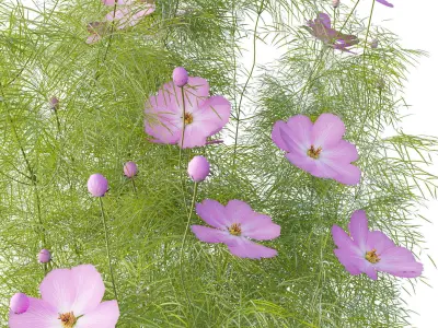 Cosmos flower 3D model