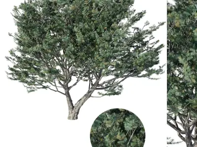 Tree Pinus 3D model