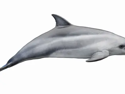  Bottlenose Dolphin Anatomy 