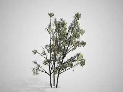 Common Hazel Catkins Tree Low-poly 3D model