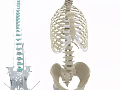 Rib cage with Ligaments 3D model