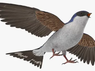  House Martin Bird 