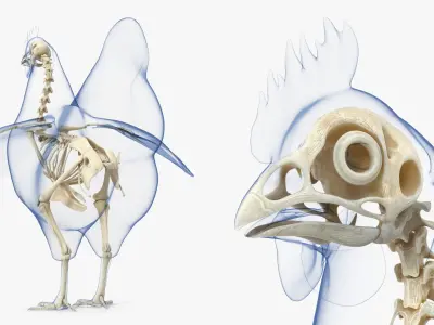  Animal Skeletons with Skin Collection 2 