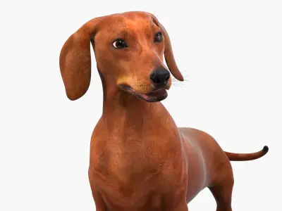  Smooth Dachshund Dog with Red Coat Rigged for Cinema 4D 