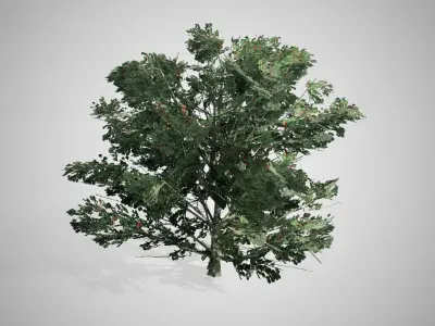 American Holly Shrub bush Low-poly 3D model