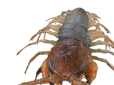  CENTIPEDE SCOLOPENDRA INSECT BEETLE 