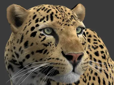  Leopard V2 Animated-Rigged-Fur 