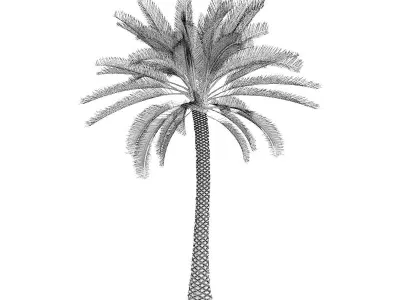 Palm Tree 3D model