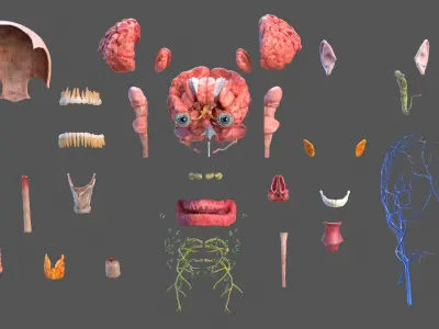  Human Head Full Anatomy 