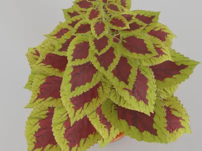 flower in a pot Low-poly 3D model