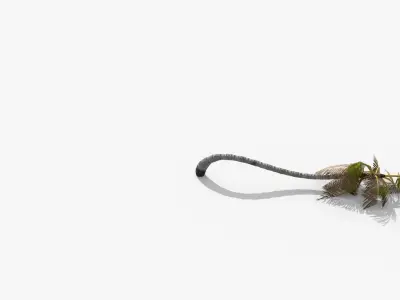 Coconut Palm Tree 1192 Low-poly 3D model