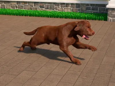  Running Brown Retriever Dog Fur Animated Rigged for Maya 