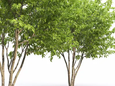 Acer Ginnala 06 3D model