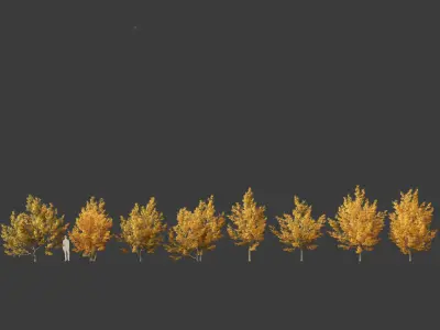 Acer campestre - Hedge maple 01 3D model