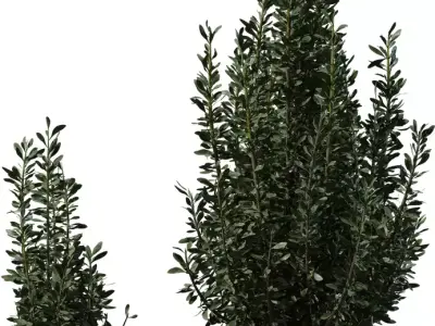 Photoreal Evergreen Shrub Pack Low-poly 3D model