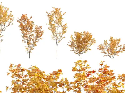  Bundle 06 - Japanese garden 