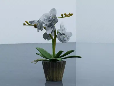 butterfly orchid Low-poly 3D model