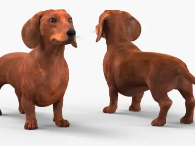  Purebred Dachshund Pet with Sleek Fur Rigged for Cinema 4D 