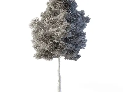 Small Leaved Lime Tree 5m Low-poly 3D model