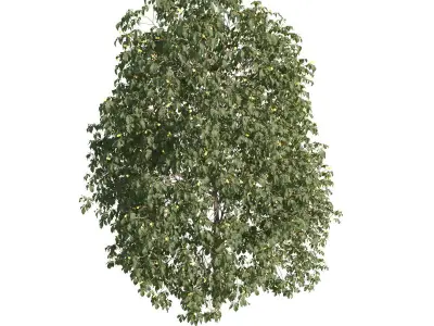 Aesculus x carnea 201SU 3D model