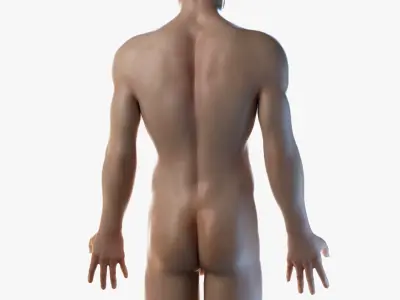  Full Male Anatomy Simplified 