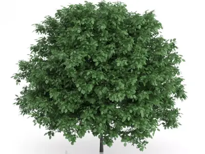 Common Hornbeam Tree Carpinus betulus 3D model