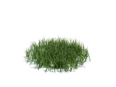 Model Of Grass Plant With Texture 3D model