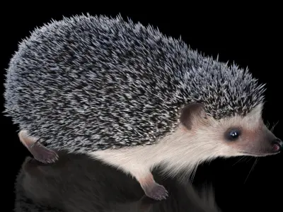  White Hedgehog Fur for Maya 