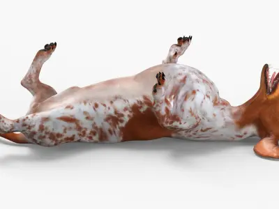  Domestic Dachshund with Dapple Coat on Back 