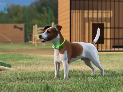  Jack Russell Terrier Wearing LED Collar Fur for Cinema 4D 