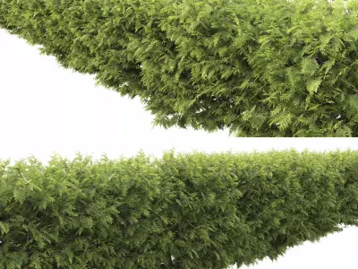 Thuja occidentalis hedge 01 3D model