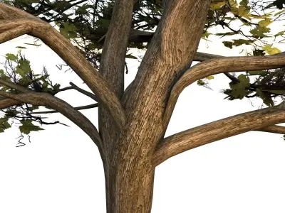 Maple Tree Low-poly 3D model